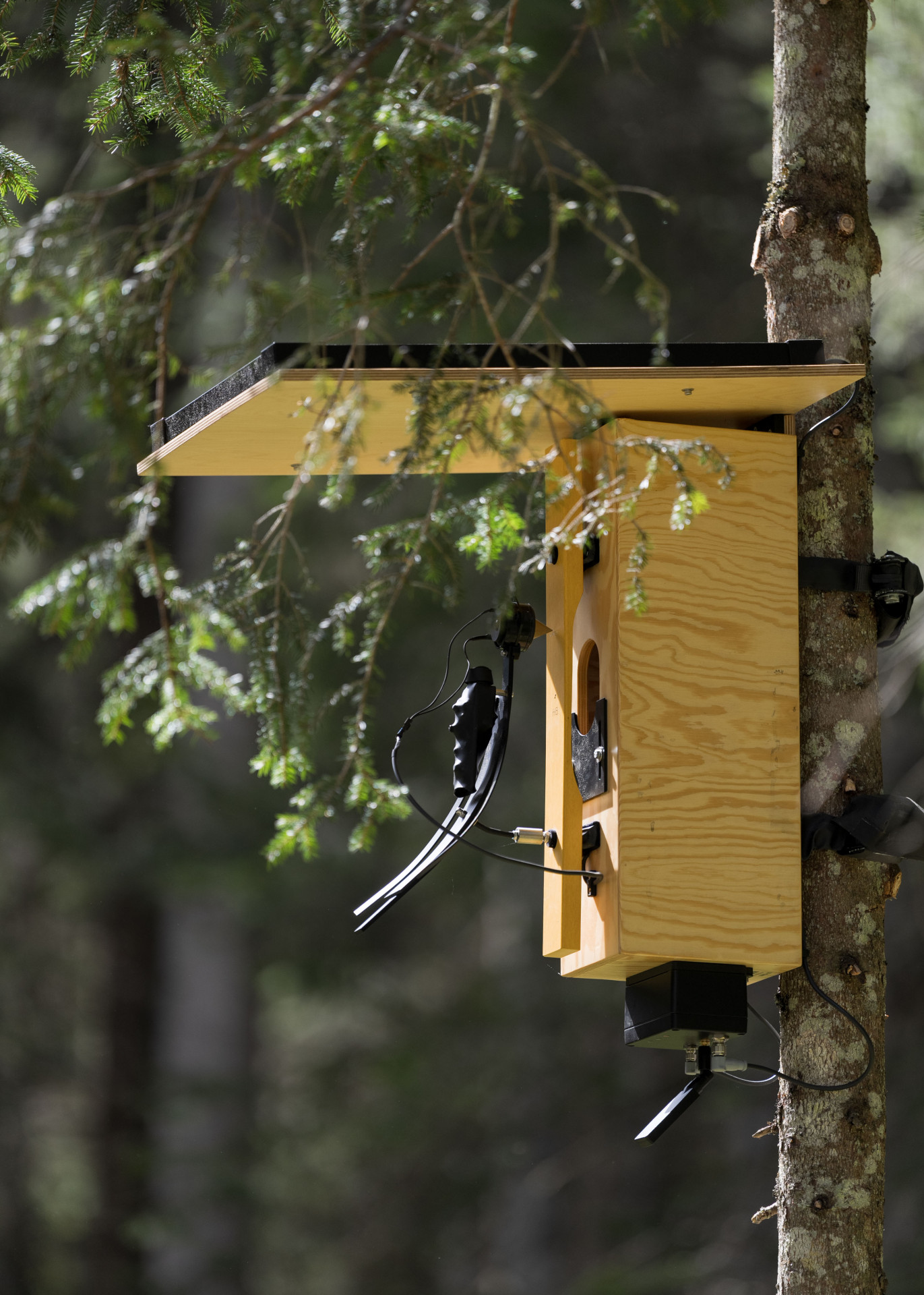 Roboter-Specht auf dem Klangweg reagiert auf elektromagnetische Frequenzen und klopft auf ein Xylophonstab in der Baumkrone.